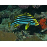 Plectorhinchus orientalis : 10 à 15 cm
